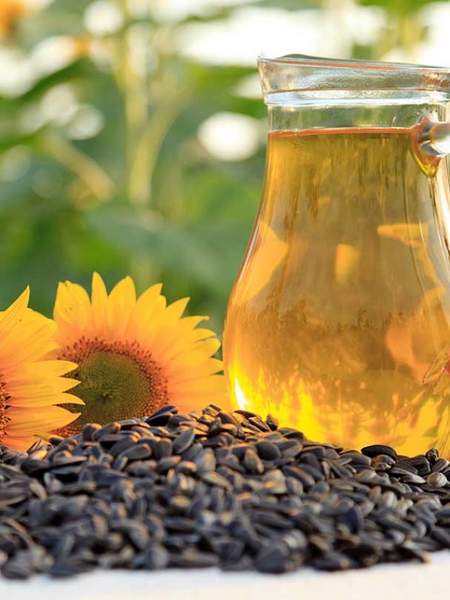 Sunflower Seeds Benefits: हृदय रोगियों के लिए सुपर फूड है सूरजमुखी के बीज, कोलेस्ट्रॉल भी करता है कम