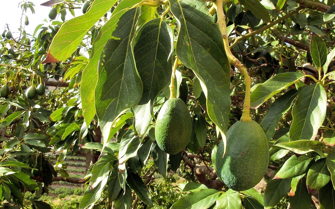 Avocado Cultivation: भूटान के किसान कर रहे एवोकैडो की खेती, 2012 में हुई थी शुरूआत, अब कमाई का बड़ा जरिया बने ये पेड़