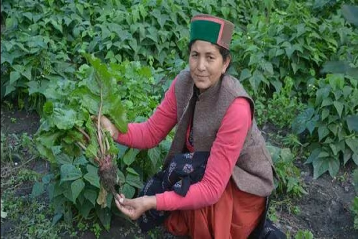 Women drive Himachal’s natural farming initiative: خواتین ہماچل کی قدرتی کھیتی کی پہل چلا رہی ہیں