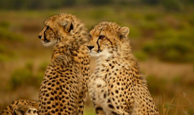 Enters the Tiger: Cheetahs’ release by ‘The Indian Tiger’