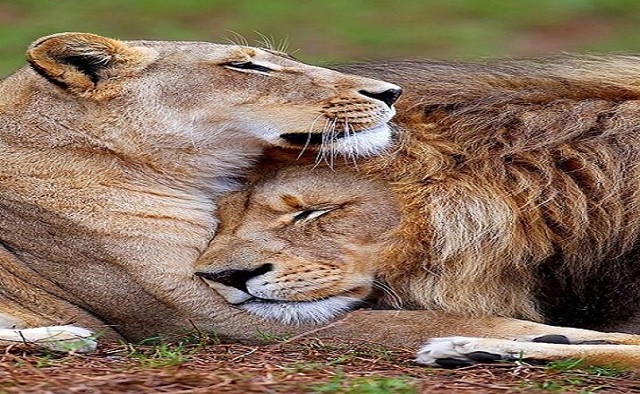 A Lioness To Her Lions Rescue