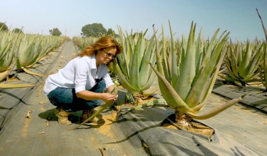 Aloe Vera Farming