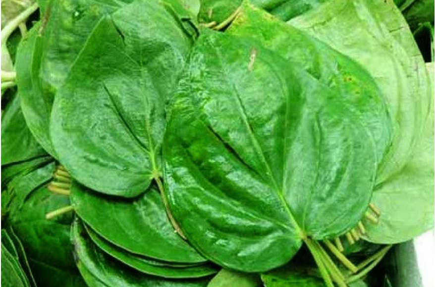 Betel Leaf has a deep spiritual significance