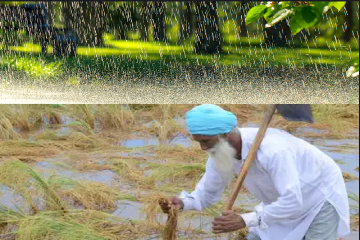 Weather Update: Mercury Dropped Due To Heavy Rainfall, Loss To Farmers As Several Crops Damaged