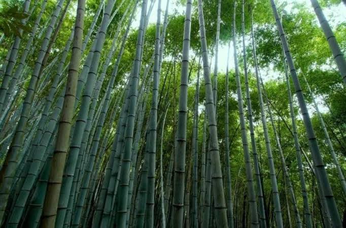 ‘World’s First’ Bamboo Crash Barrier Installed On Maha Highway, Says Gadkari; Calls It ‘Remarkable Achievement’