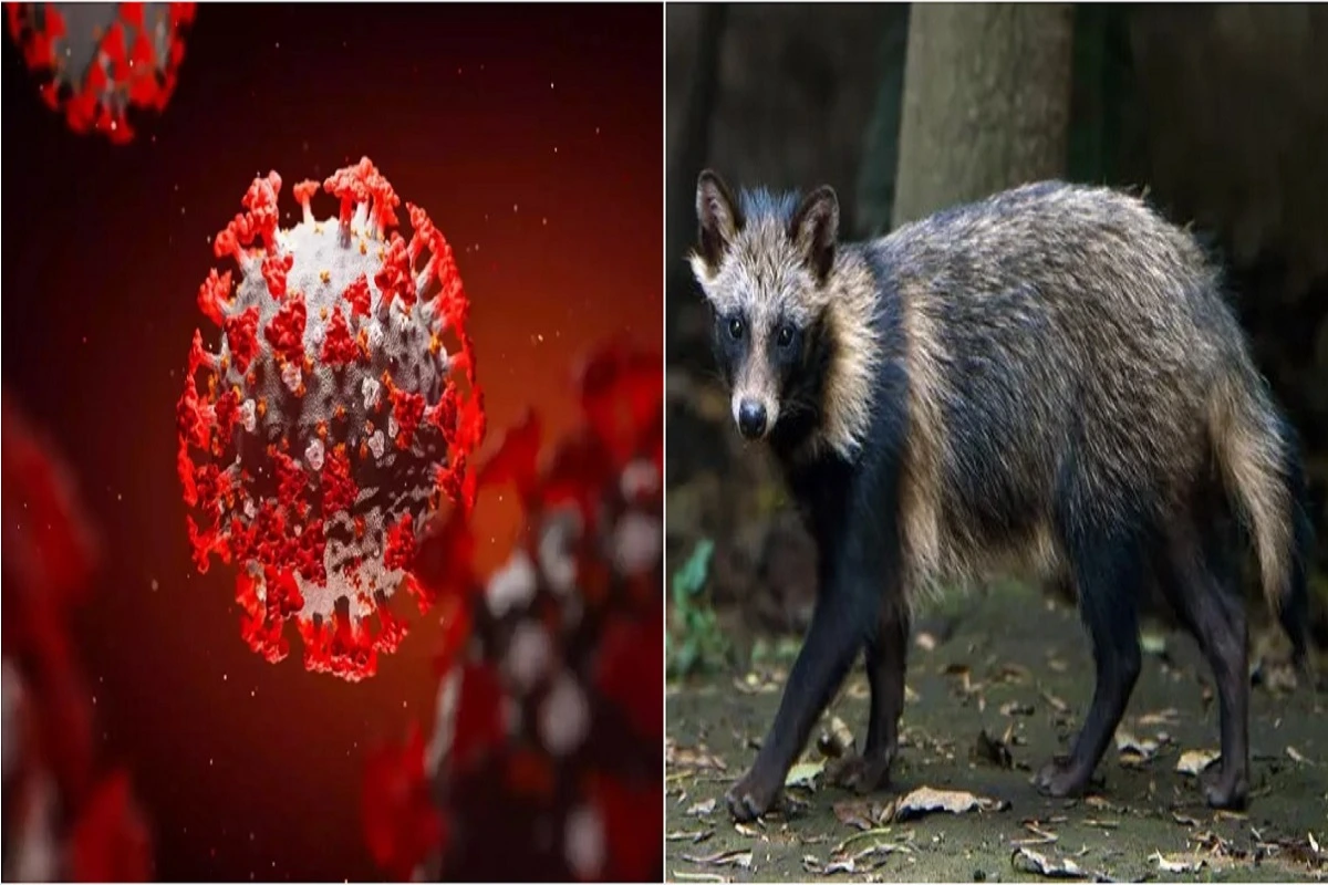 Are Raccoon Dogs Reason For COVID-19 Virus Origin? Know What Experts Say