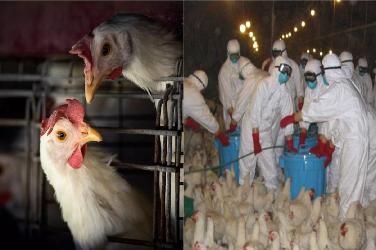 Bird Flu Outbreak In Japan: Country Running Out Of Space To Bury Affected Chickens