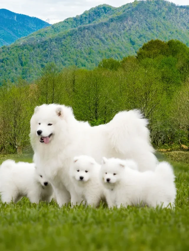 Top 10 Most Expensive Dog Breeds In The World