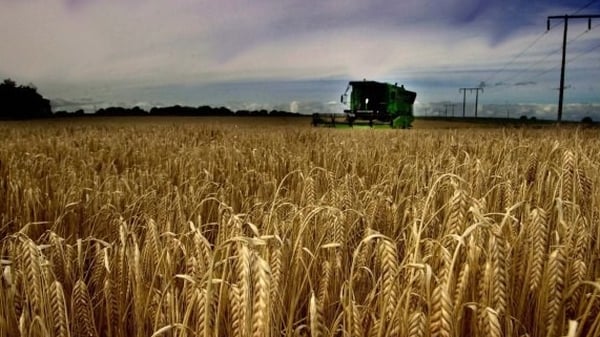 wheat crops