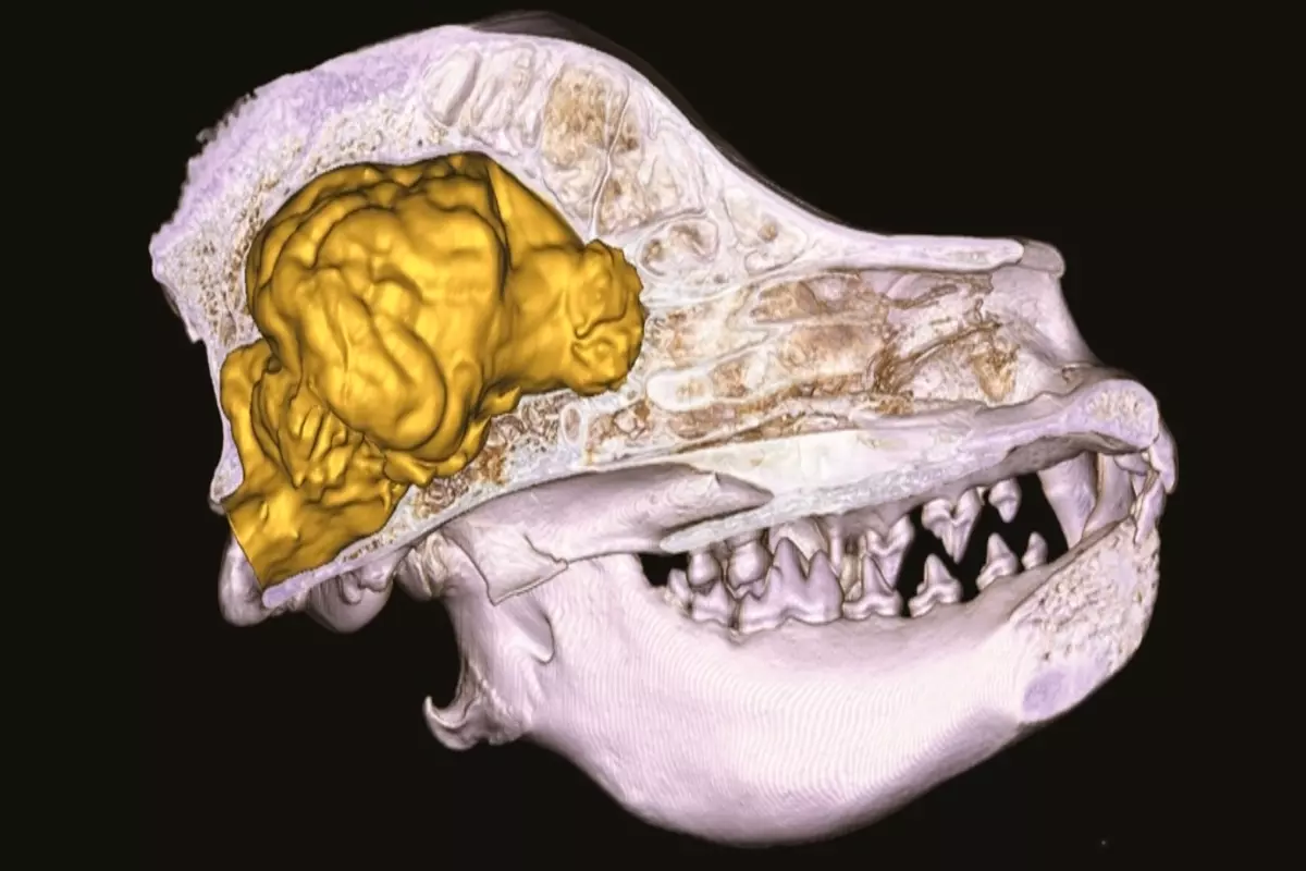 Study Finds Dogs Brain Unexpectedly Grown Larger