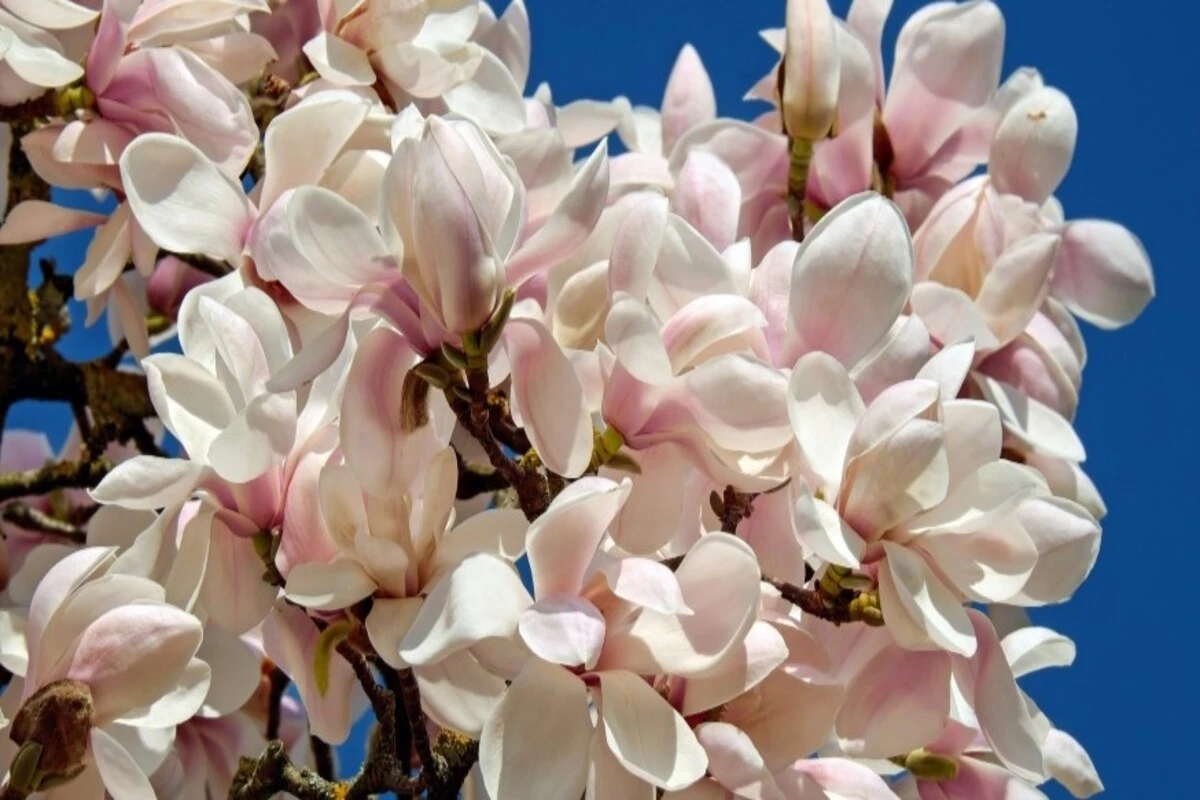 Study: Magnolia Tree Chemical Inhibits Covid Reproduction