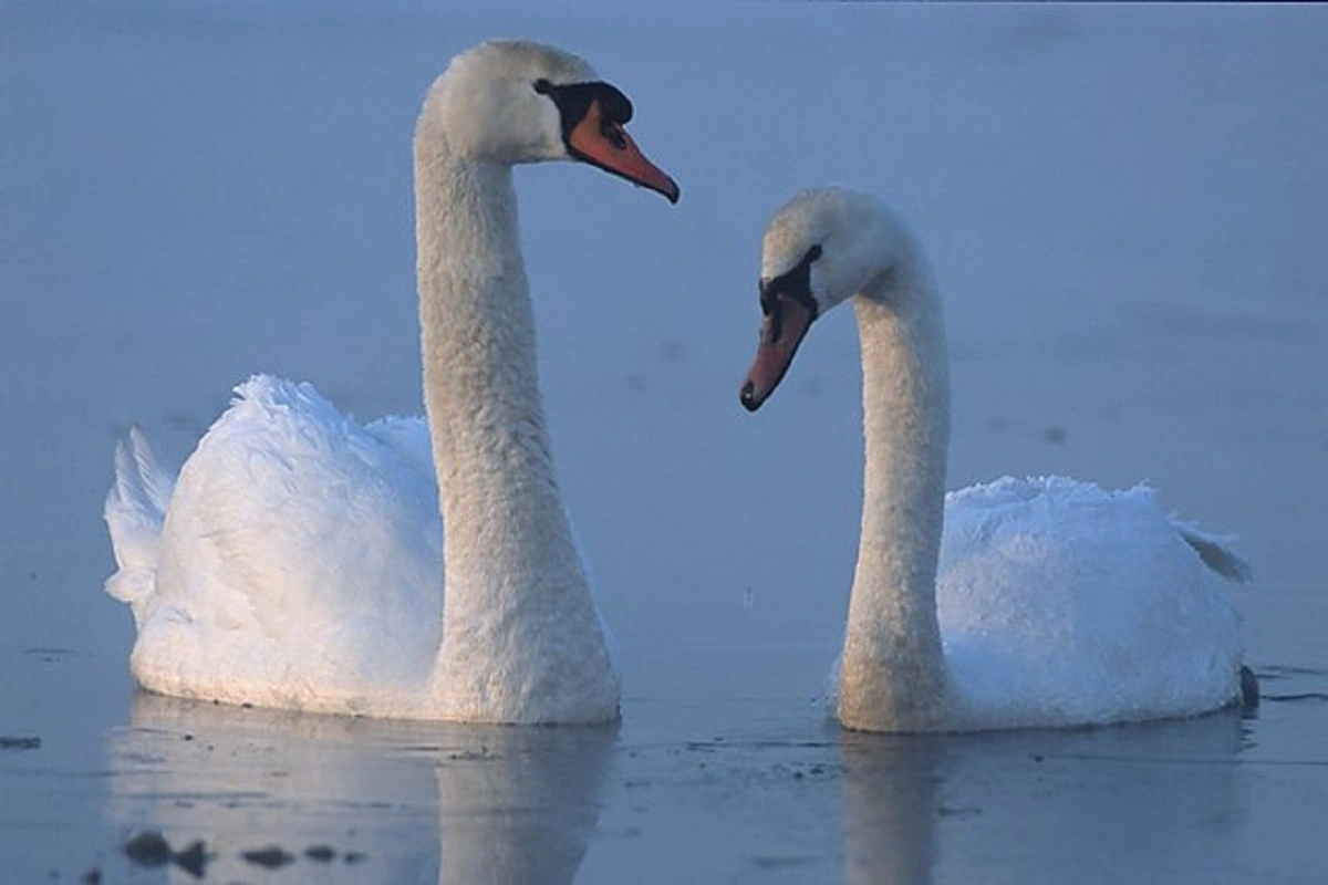 Three Teens Arrested For Killing And Eating Beloved Swans Of New York’s Manlius Area