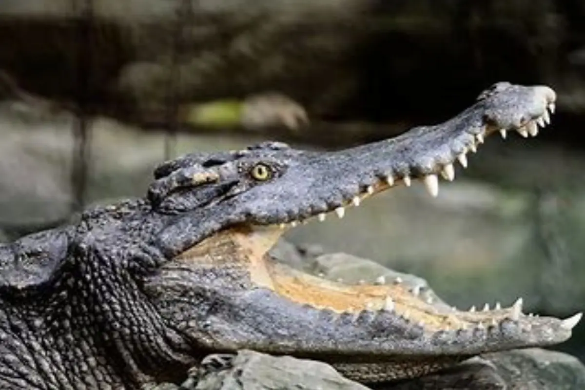 Crocodile makes herself pregnant