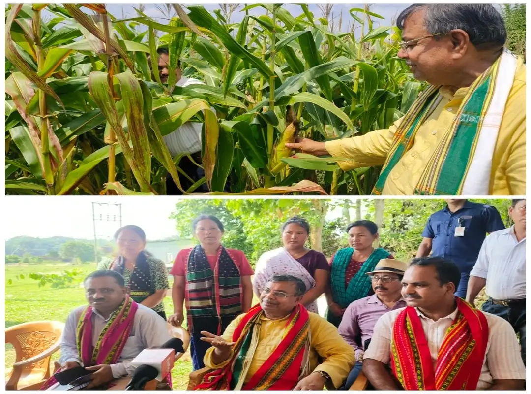 Maize Production