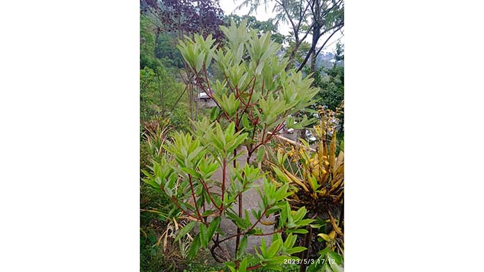 Dr. Kelühol Tase Mission To Preserve Rhododendron Tree