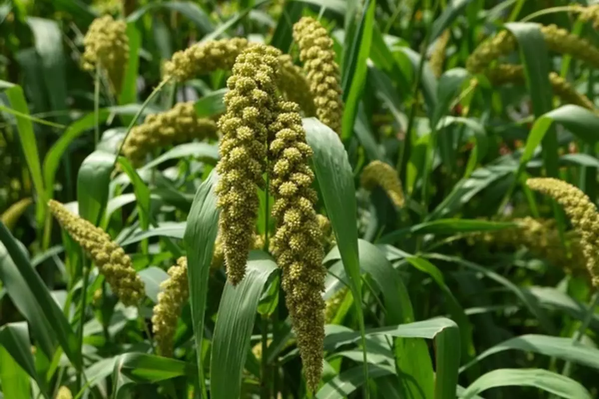 Whole Genome Of Highly Adaptable Foxtail Millet Sequenced
