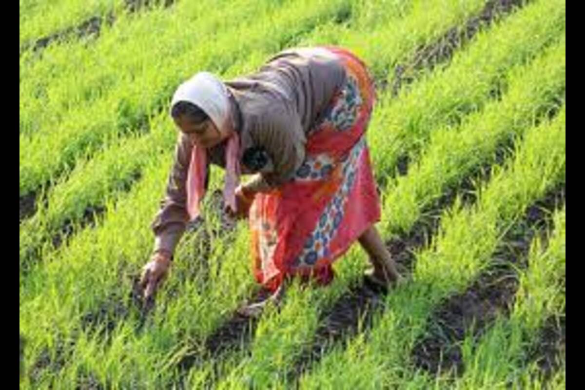 About 1.5 Lakh Farmers Practising Natural Farming In Himachal To Be Certified Under PK3Y In FY24