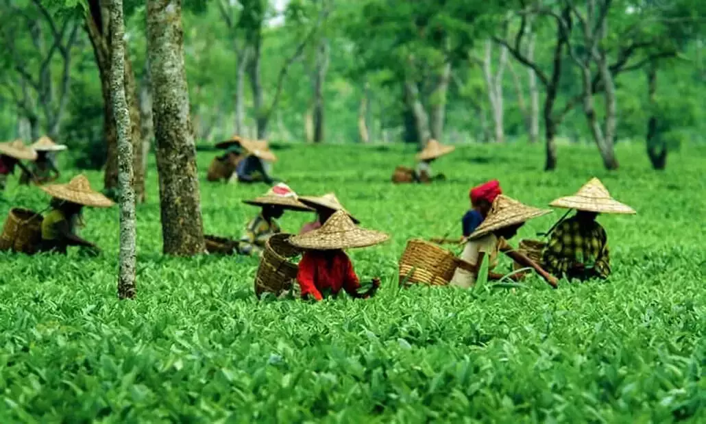 Small Tea Cultivators In Assam Supported By Solidaridad’s Trinitea Project