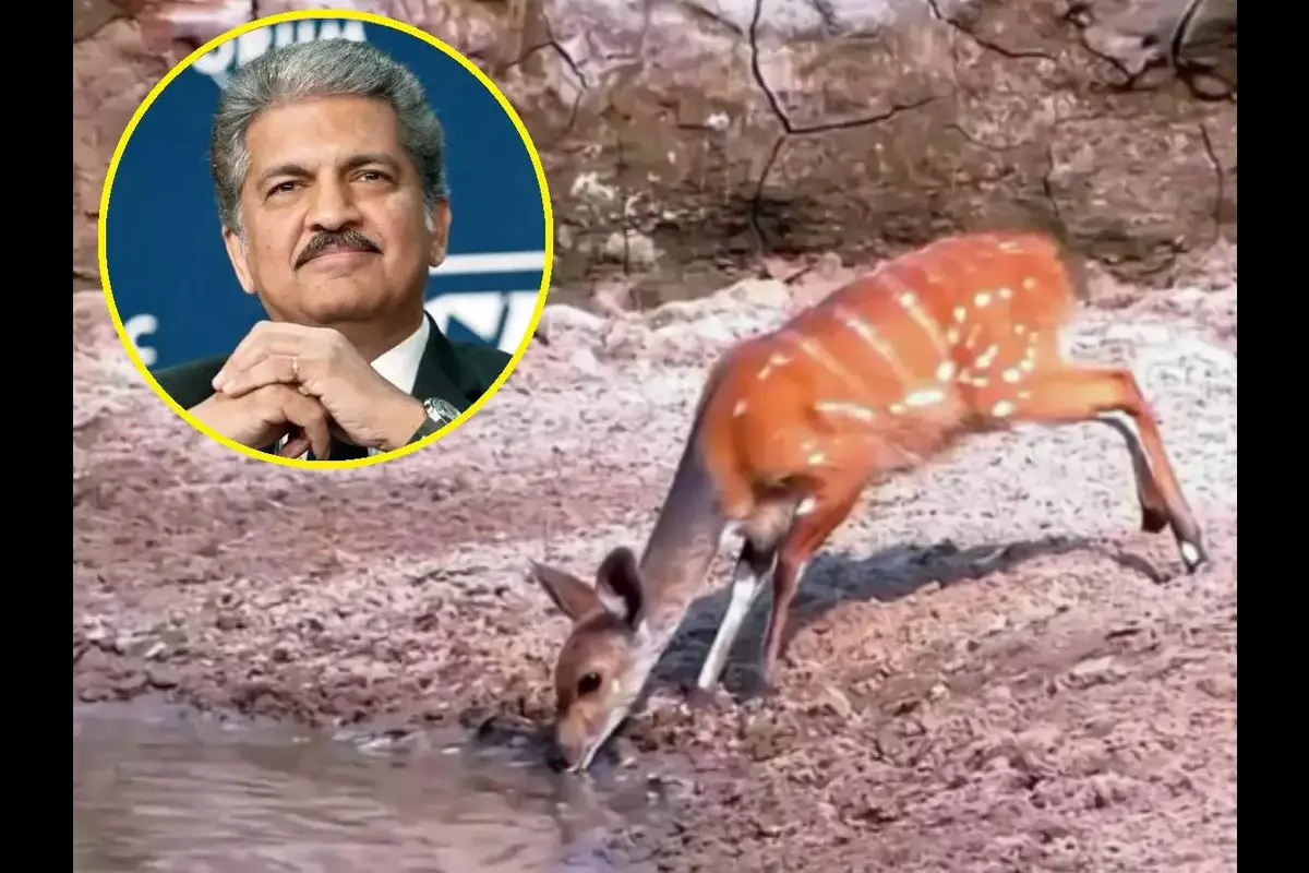 Business Tycoon Anand Mahindra Shares Terrifying Video Of Crocodile & Deer, Leaves Netizens Amazed, WATCH Here