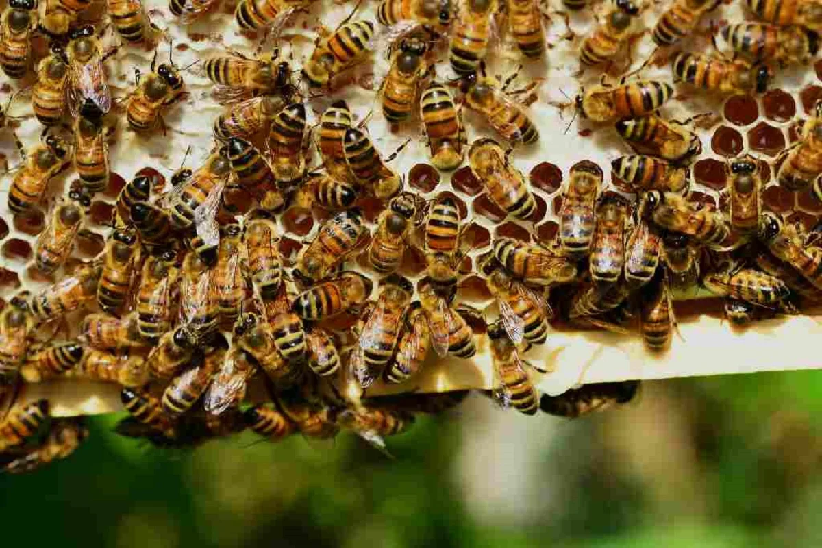 Beekeeping For A Successful Sweet Revolution
