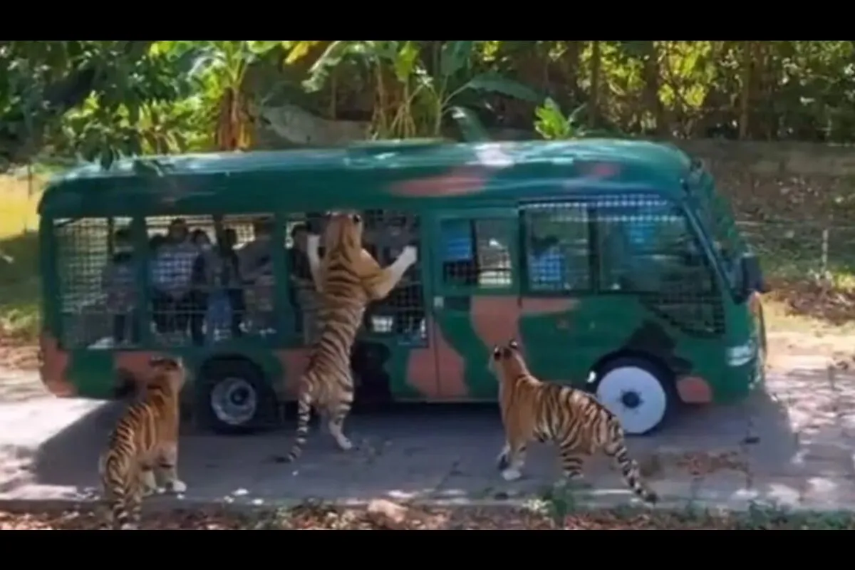 Bunch Of Tigers Clinging Over Tourist Bus Goes Viral, WATCH Video Here