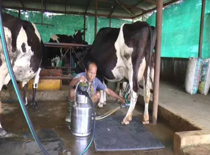 India’s Remarkable Milk Production Journey: From Deficit To Surplus