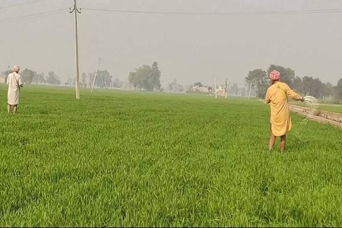 Bountiful Harvest: Punjab Farmers Rejoice As Free Power Supply And Favorable Weather Boost Paddy Growth