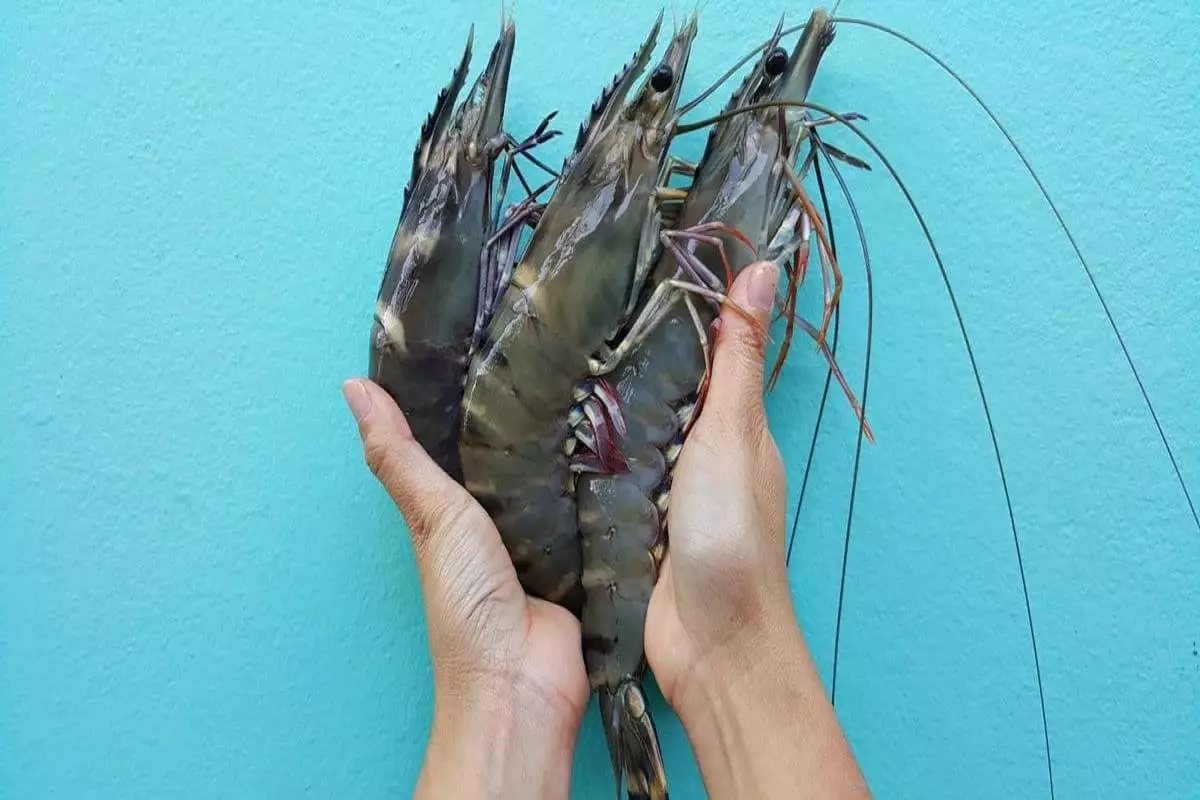 Giant Prawns