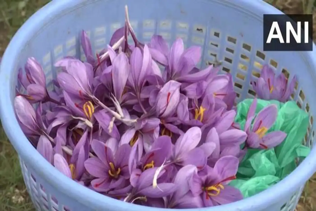 Farmers In Kashmir Are Happy As The Price Of Saffron Rises