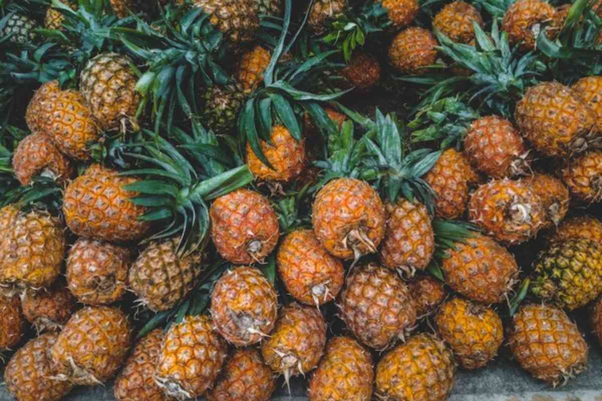 Meghalayan Pineapples: A Sweet Success Story In Abu Dhabi