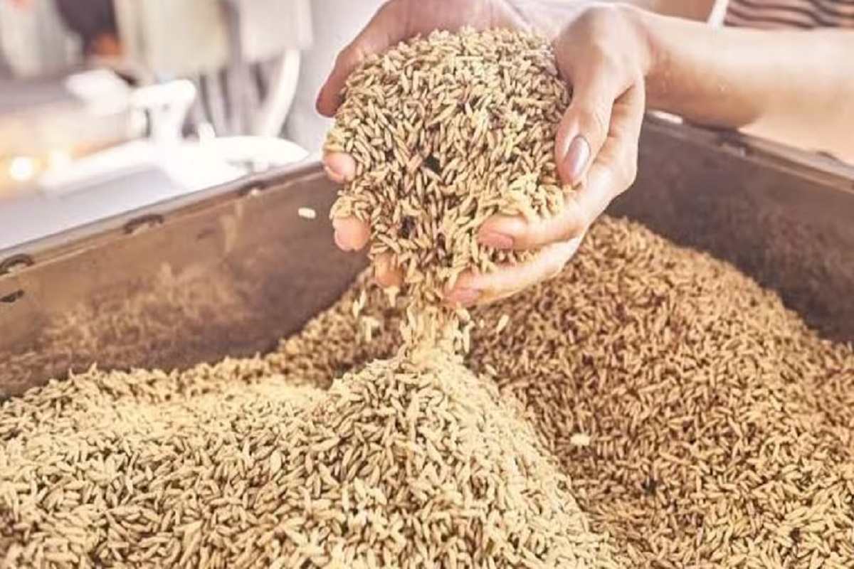 India Supplied 47,500 MT Of Wheat To Afghanistan Since Taliban’s Takeover